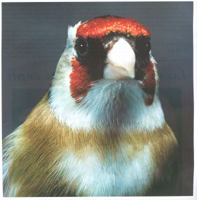 Pintassilgos, pintarroxos reais, e outras aves de fauna europeia registada ICN-B