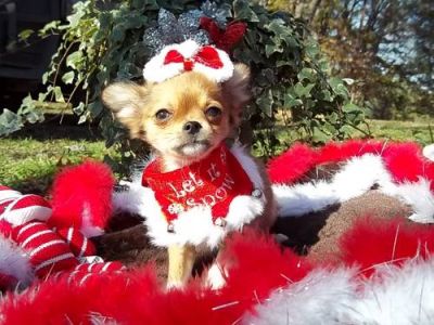 Filhotes de cachorro Chihuahua de pêlo comprido para adoção