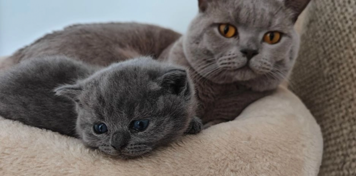 Gatinhos British Shorthair com pedigree prontos para sair