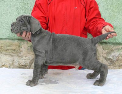 filhote de cachorro macho e fêmea filhotes Mastin Napolitano para adoção livre