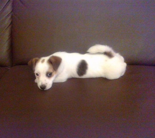 Jack Russell Terrier