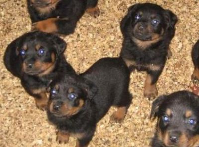 ninhada excelente Rottweiler