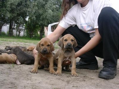  Dom Brasileno de Fila. filhotes de cachorro para ex-massa.....