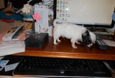  Filhotes de cachorro chihuahua para adopção