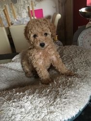 Filhotes de poodle disponíveis