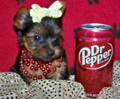 Filhotes de Yorkshire para venda