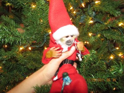 X-Mas macaco de esquilo do bebê para venda