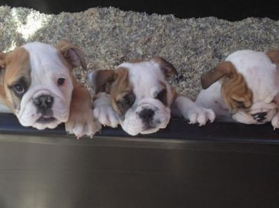 Kc bulldog inglés cachorros a la venta ..