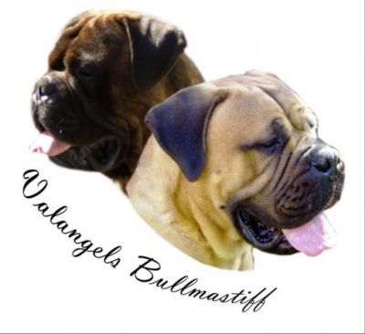 Ninhada Bullmastiff