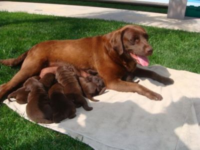 LABRADORES COM PEDIGGRE 