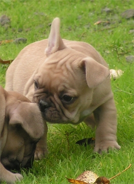 Benito francês bulldog cachorros para adopção