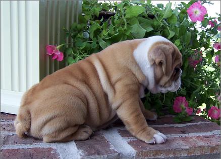 Bulldog Inglés cachorros para la venta.