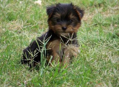 bem em casa levantou homens e mulheres adoráveis ​​filhotes de cachorro Yorkshire Terrie