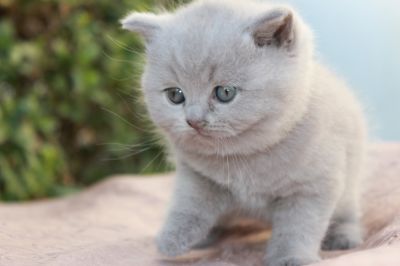 Gatinhos British Shorthair