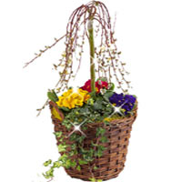 Flowers Spread Happiness in Germany 