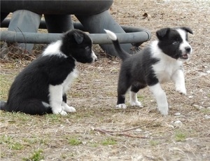 Filhotes de Border Collie, machos e fêmeas, pretos e brancos, criados em casa