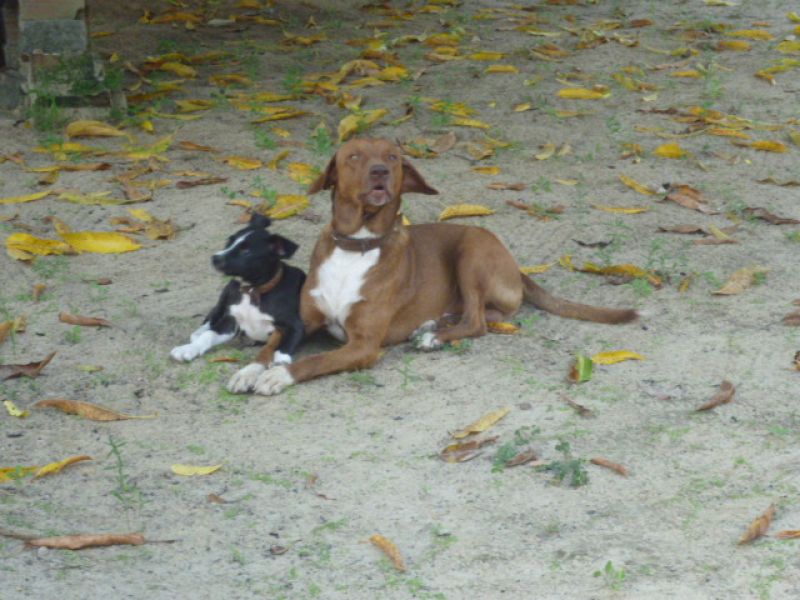 Imóvel rural em Goiana/PE/Brasil