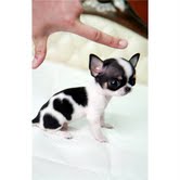 Minúsculos filhotes teacup chihuahuah precisa de um novo lar.