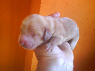 COCKERS SPANIEL INGLÊS