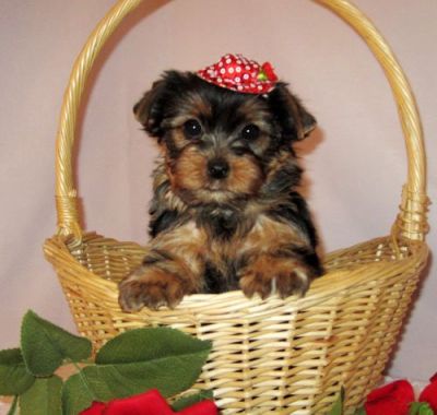 Excelente Teacup yorkshire terrier  filhotes disponíveis para casas amorosos.