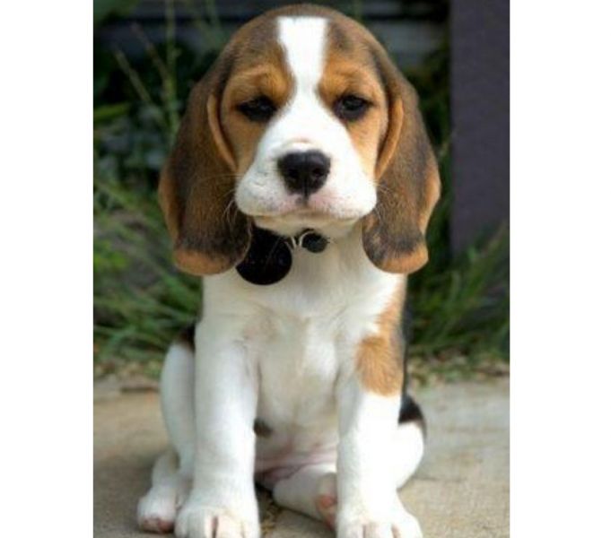 Beagle filhotes lindos