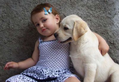 Labradores cachorros