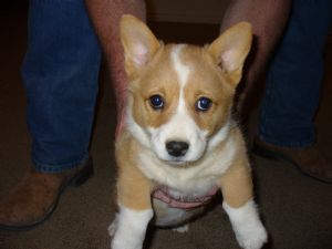 Pembroke Galês Corgi filhotes para venda