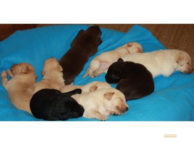 LABRADORES COM PEDIGGRE 