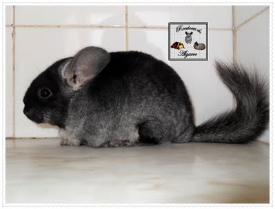 Chinchilas e Porquinhos da India