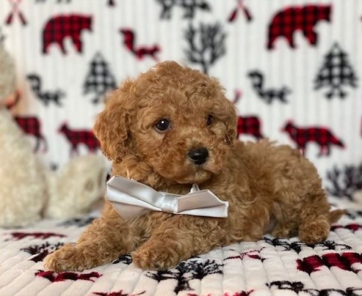 Filhotes de poodle miniatura