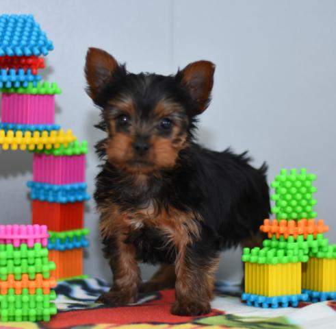 Filhotes de Yorkshire Terrier