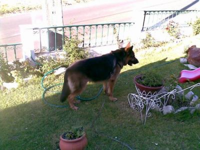 pastores alemaes de qualidade com pediggre 