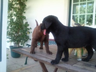 labradores entrega imediata -- exelentes 