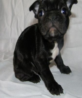 casa levantar francês bulldog cachorros para adoção livre de contato para mais informações