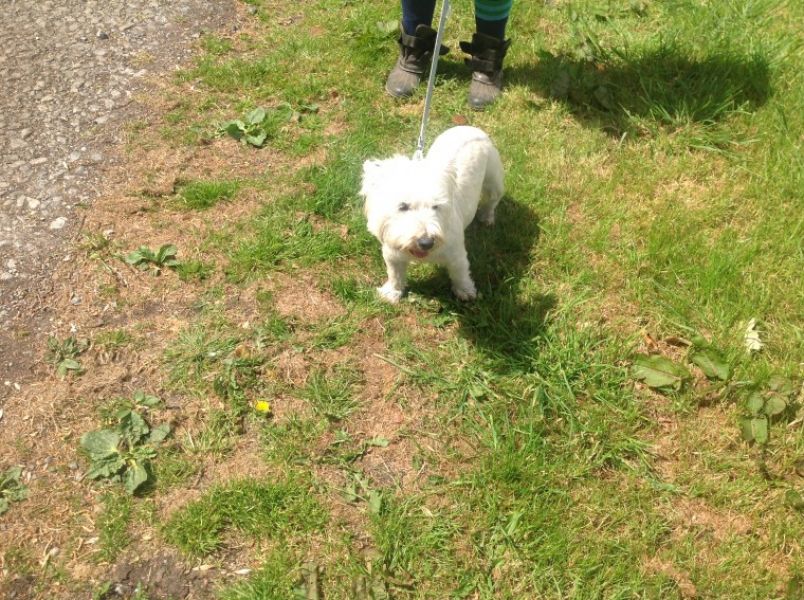 Filhotes de cachorro West Highland Terrier.