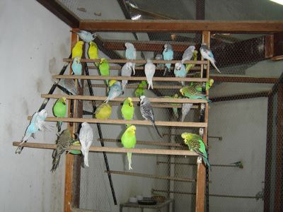 Por desistência de criação Vendo Lote 11 Periquitos Ingleses várias Mutações