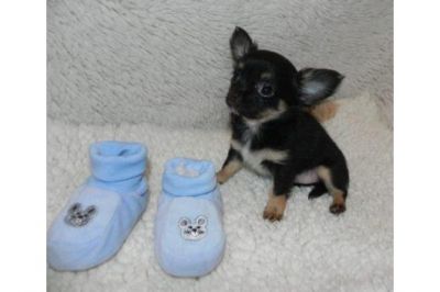 Chihuahua cachorros pronto para uma família amorosa