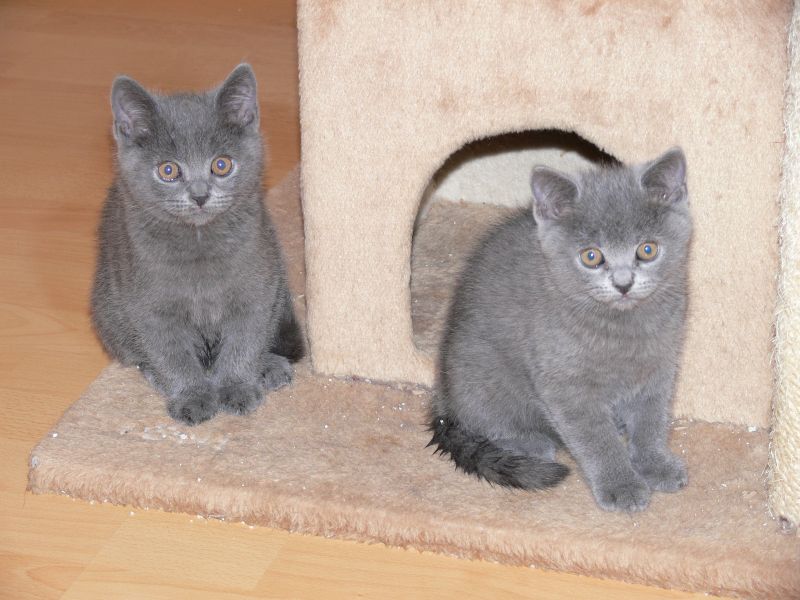  Gatinhos Britânicos cabelo curto curtas