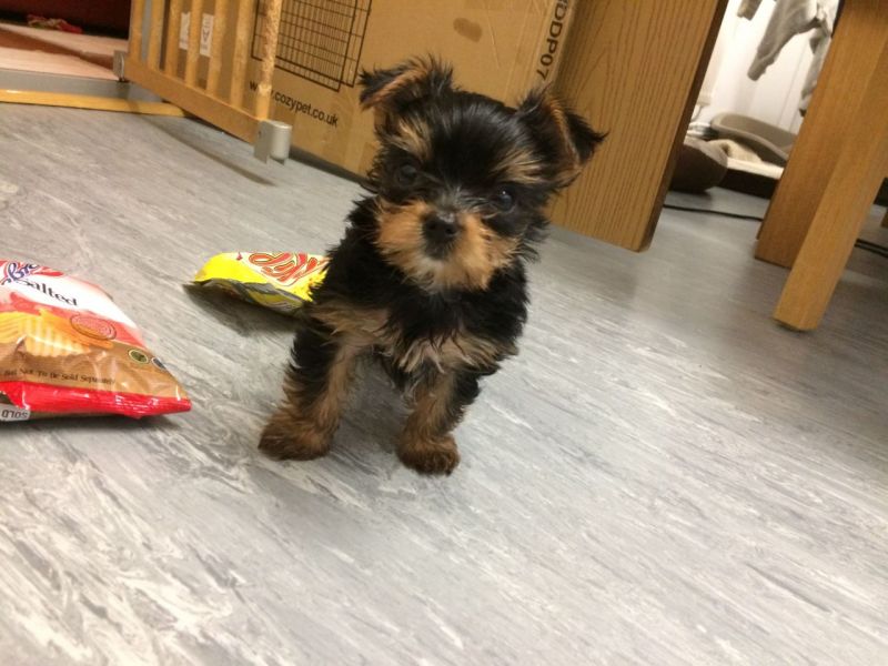 Vendo lindos filhotes de Yorkshire Mini Terrier 