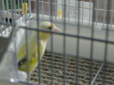 Vendo vários híbridos alguns deles são aves raríssimas