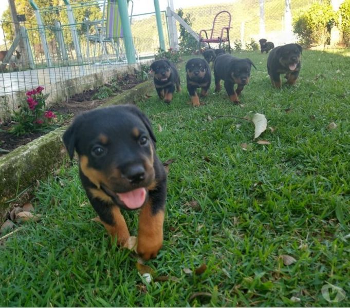 Lindos filhotes rott disponiveis