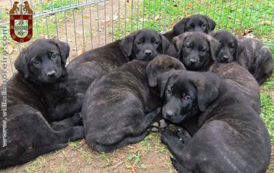 Cachorros Castro Laboreiro