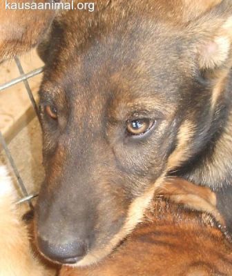 DÁ-SE CADELINHAS  MUITO MEIGAS