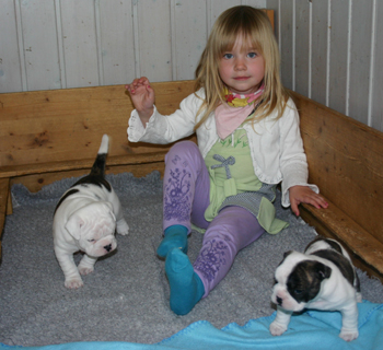 Bulldog Inglês filhote de cachorro