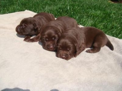 labradores entrega imediata -- exelentes 