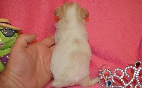 Masculino e feminino francês bulldog cachorros para adoção