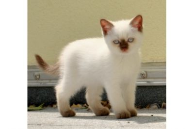 Gatinhos BKB para adoção.