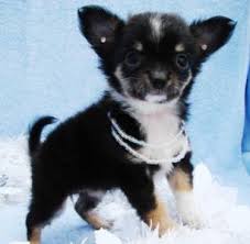 Filhote de cachorro encantador chihuahua pronto para ter um novo