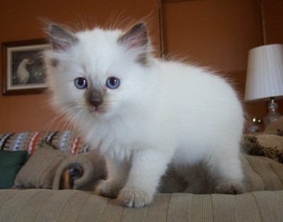 dócil gatinhos Ragdoll