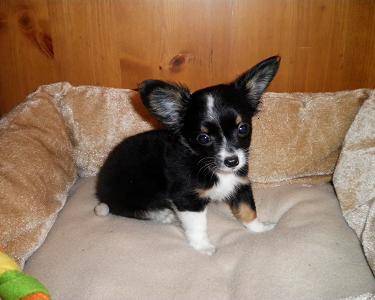 Chihuahua mini de pêlo curto